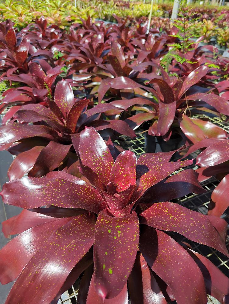 neoregelia-charm-bromeliad