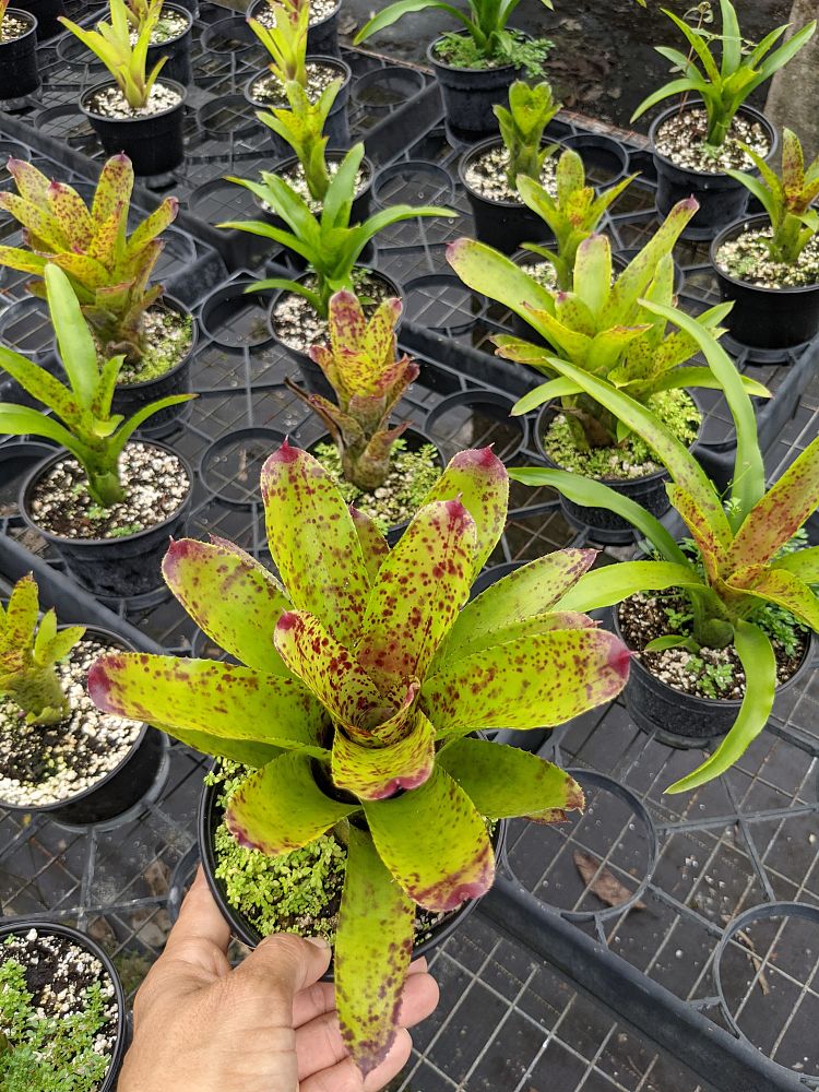 neoregelia-cheers-bromeliad