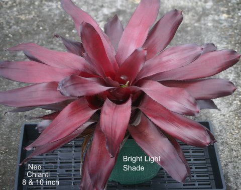 neoregelia-chianti-bromeliad