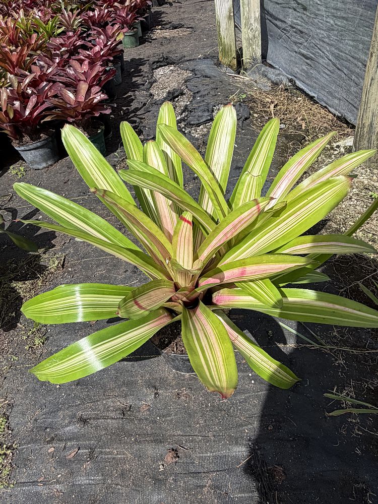 neoregelia-chile-verde-bromeliad