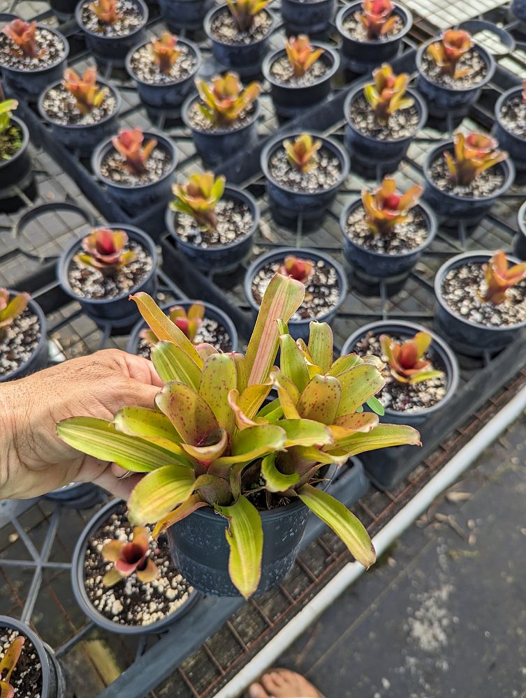 neoregelia-chiquita-mia-bromeliad