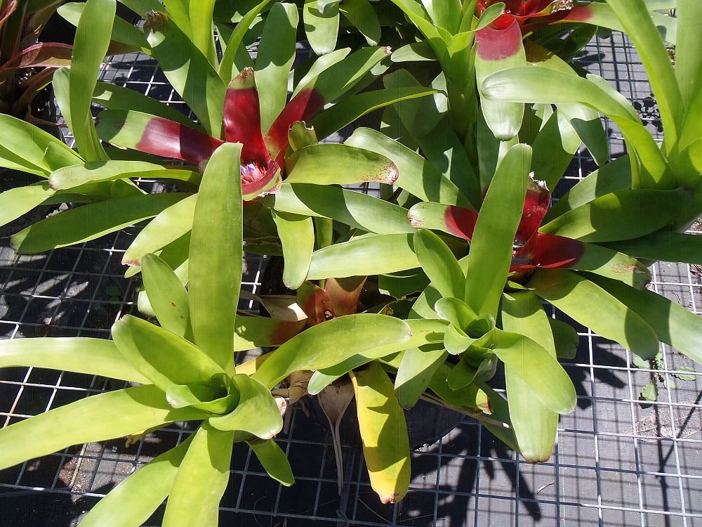 neoregelia-compacta-bromeliad