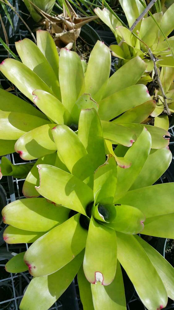 neoregelia-compacta-bromeliad