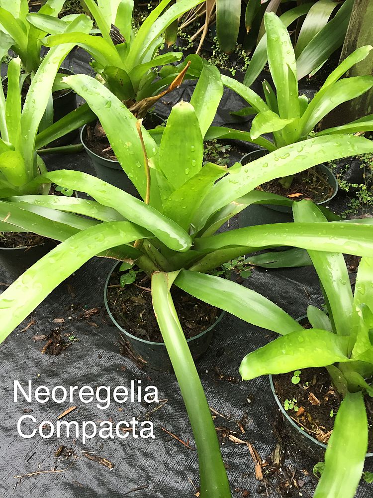 neoregelia-compacta-bromeliad