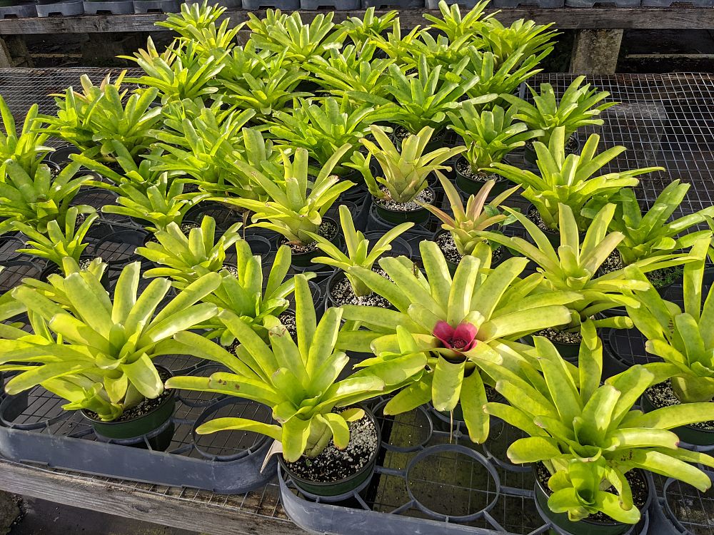 neoregelia-compacta-bromeliad