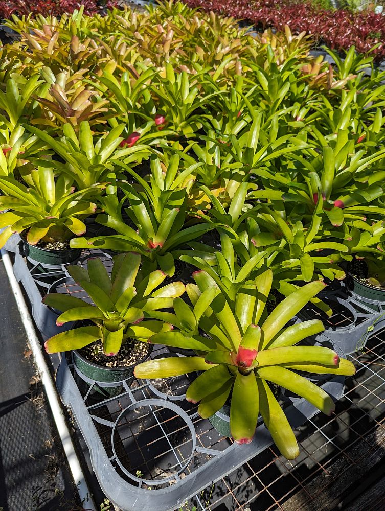 neoregelia-compacta-bromeliad