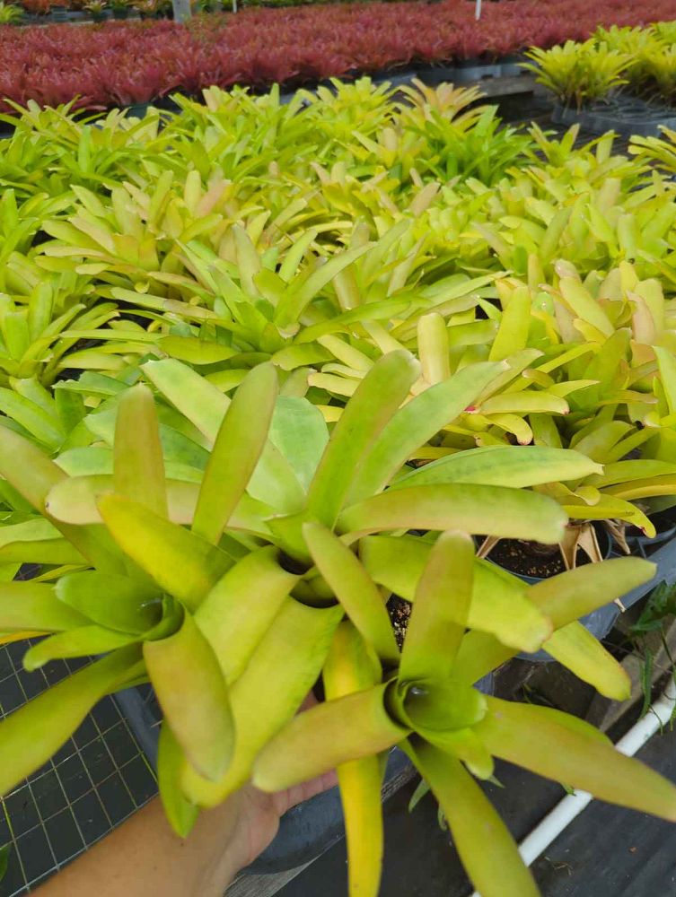 neoregelia-compacta-bromeliad