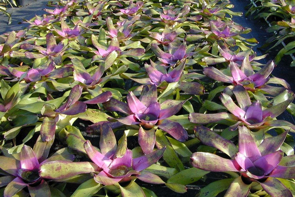 neoregelia-concentrica-bullis-bromeliad