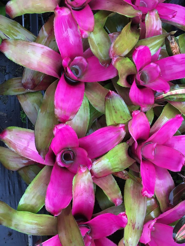 neoregelia-concentrica-shocking-pink-concentric-bromeliad