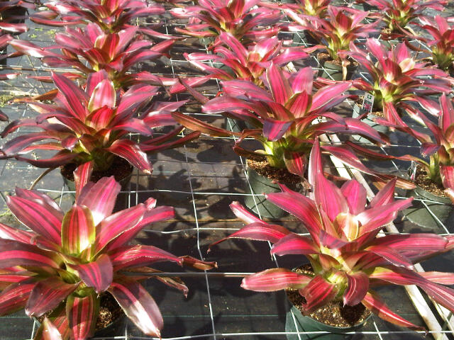 neoregelia-cookie-bromeliad