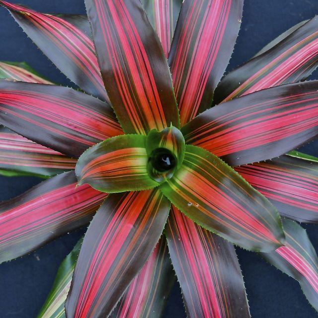 neoregelia-cookie-bromeliad
