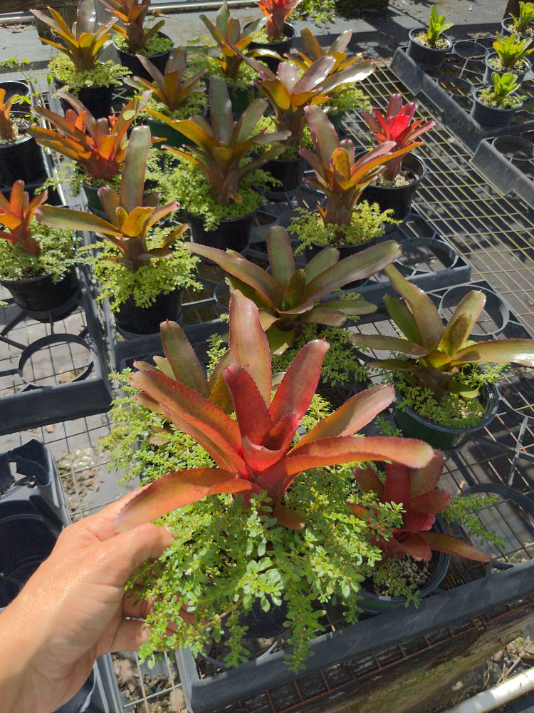 neoregelia-coral-fire-bromeliad