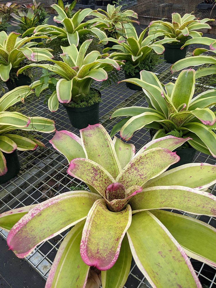 neoregelia-correia-araujoi-bromeliad