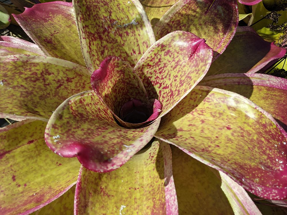 neoregelia-correia-araujoi-bromeliad