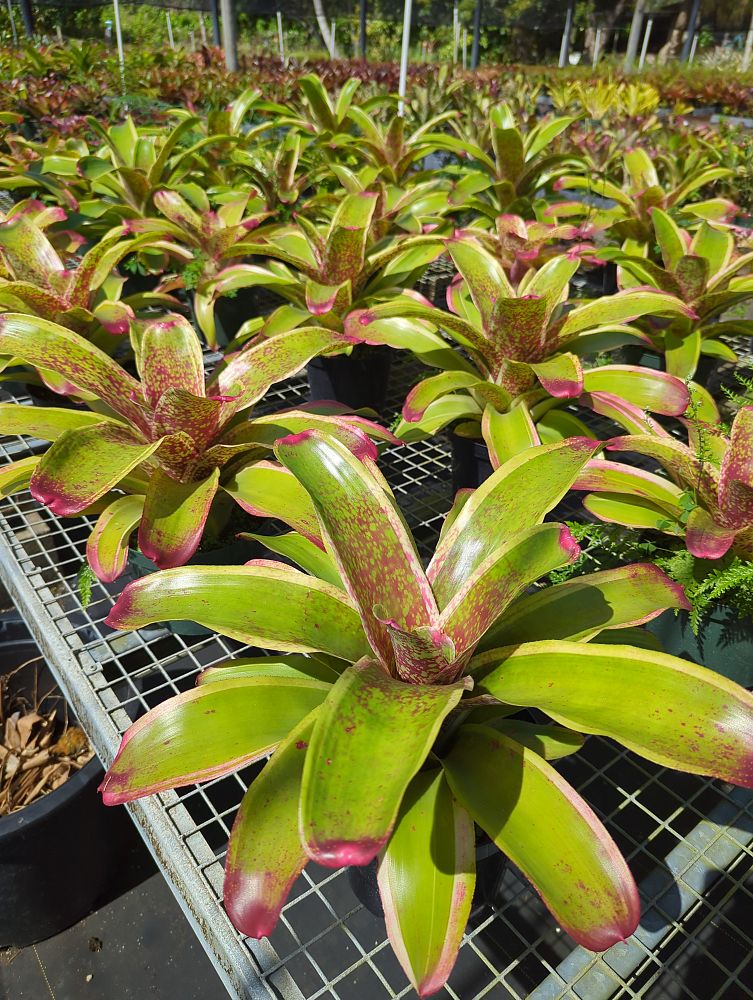 neoregelia-correia-araujoi-bromeliad
