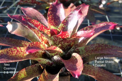 neoregelia-cosmos-star-bromeliad
