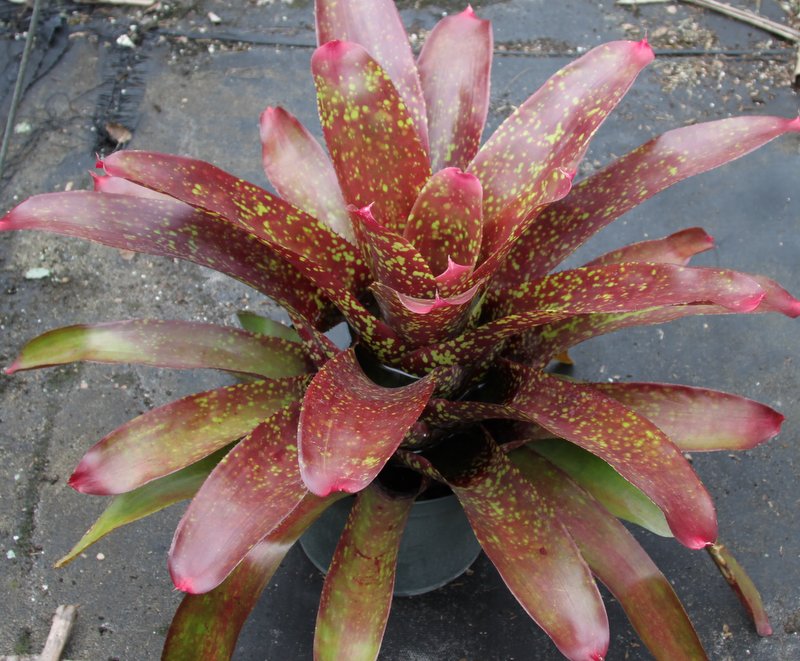 neoregelia-cosmos-star-bromeliad