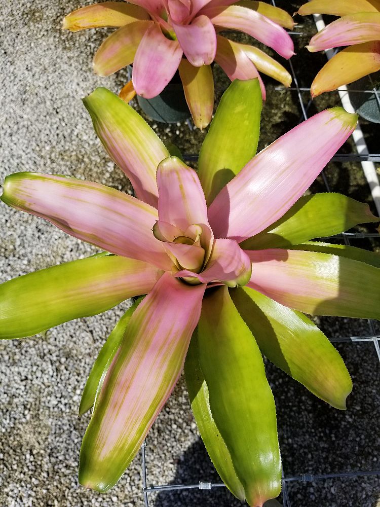 neoregelia-cotton-candy-bromeliad