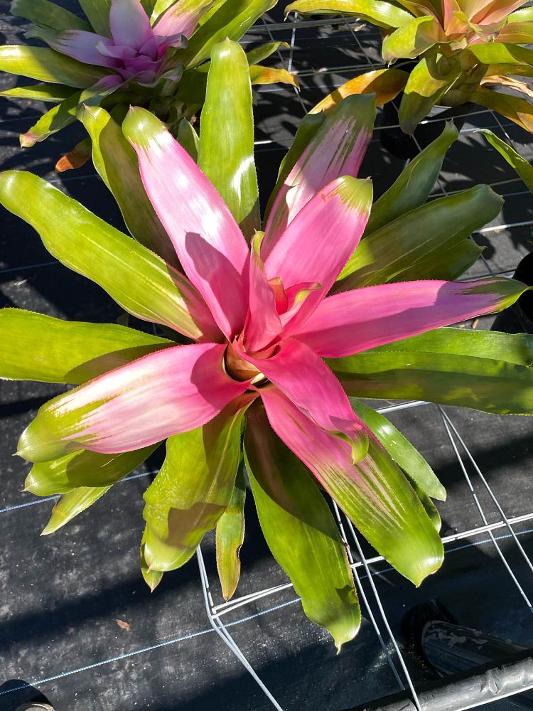 neoregelia-cotton-candy-bromeliad