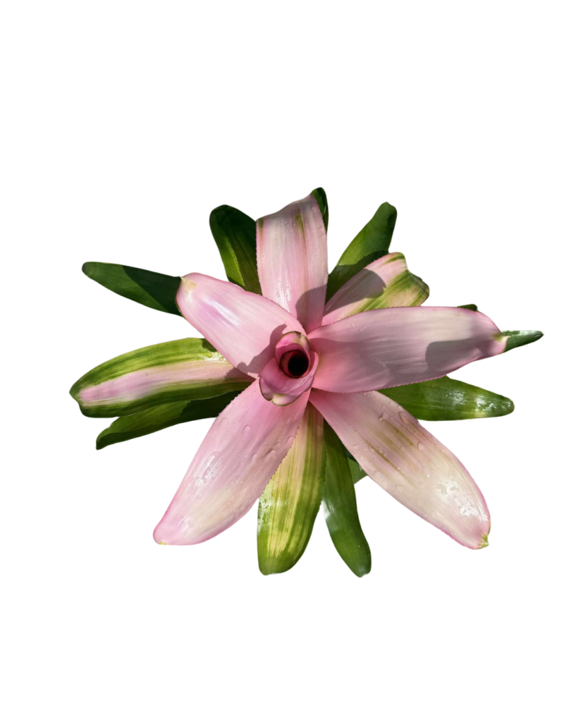 neoregelia-cotton-candy-bromeliad