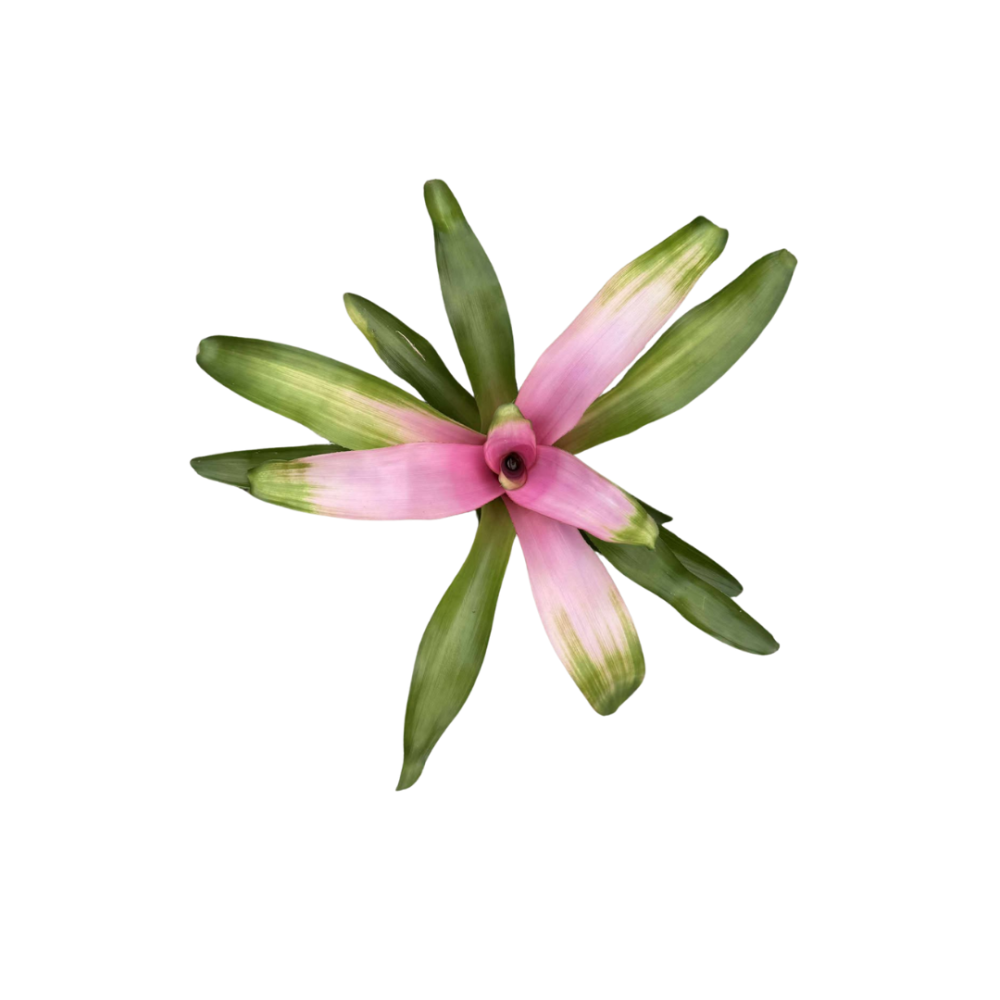 neoregelia-cotton-candy-bromeliad