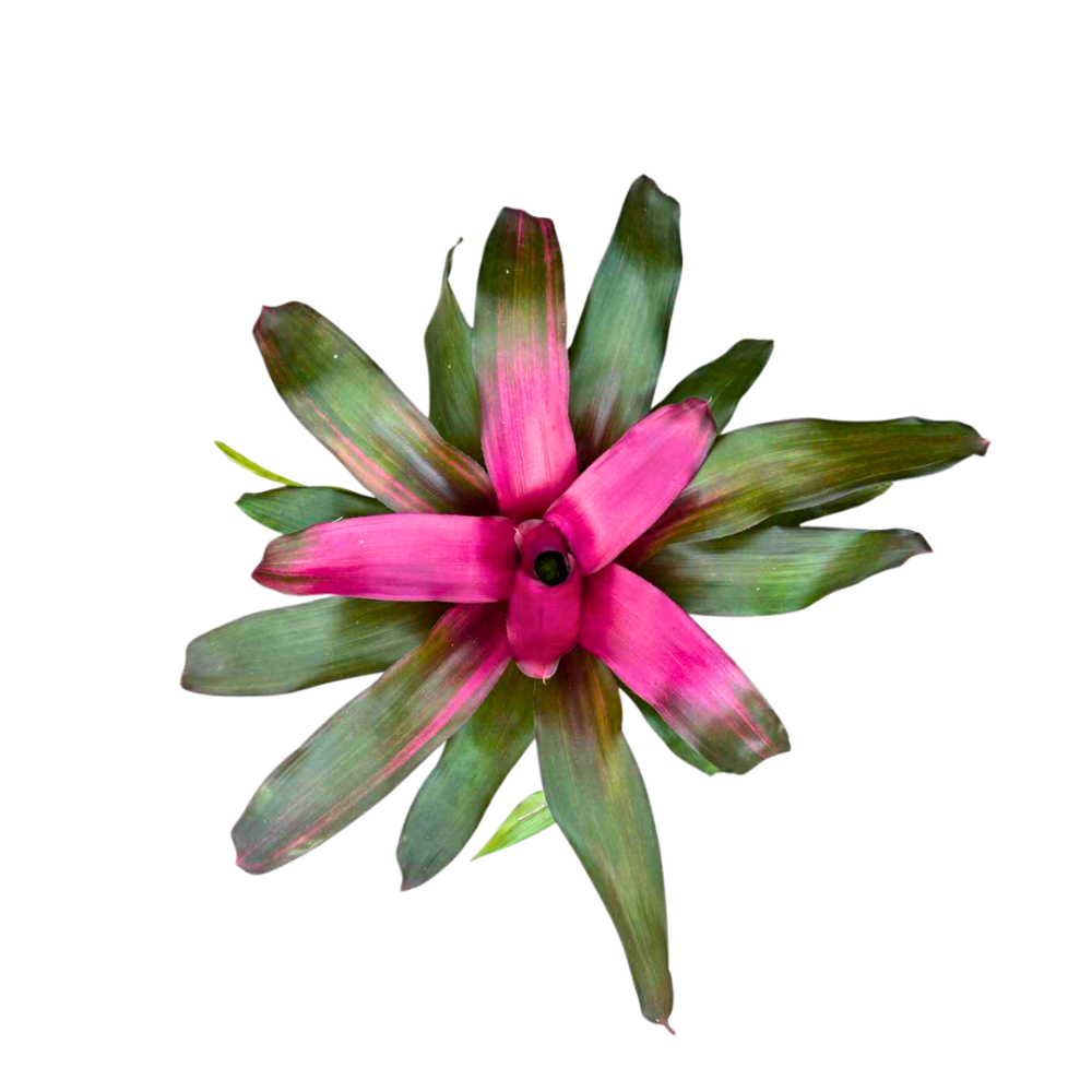 neoregelia-crimson-bromeliad