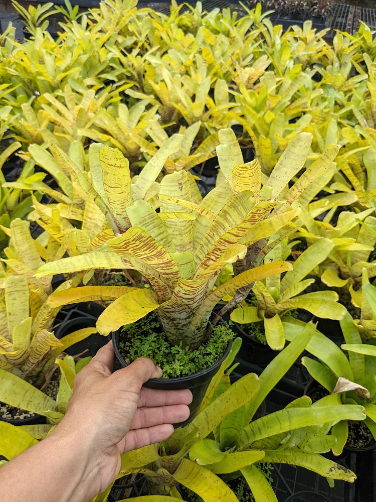 neoregelia-crispata-bromeliad