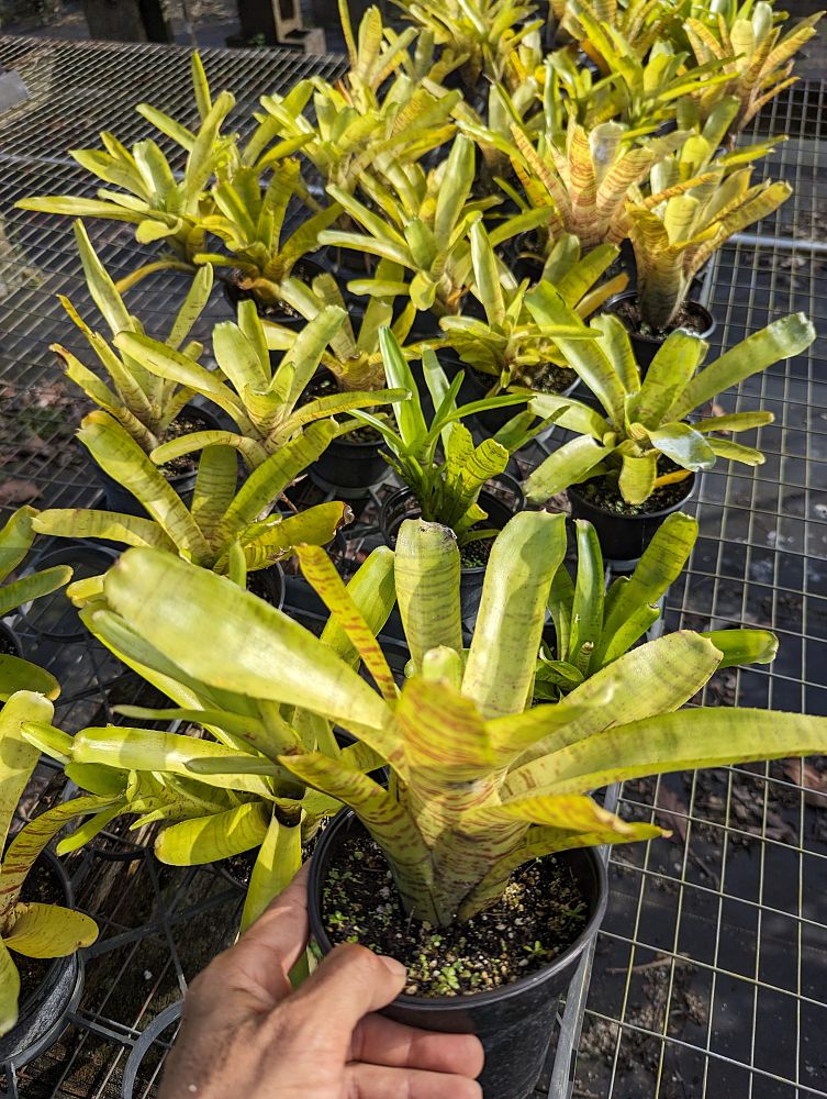 neoregelia-crispata-bromeliad