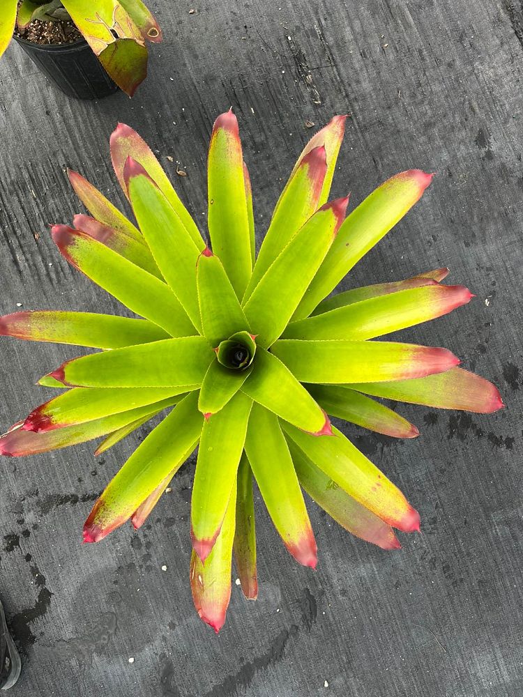 neoregelia-cruenta-bromeliad