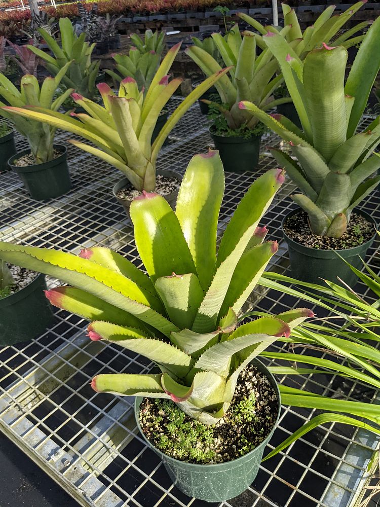 neoregelia-cruenta-bromeliad