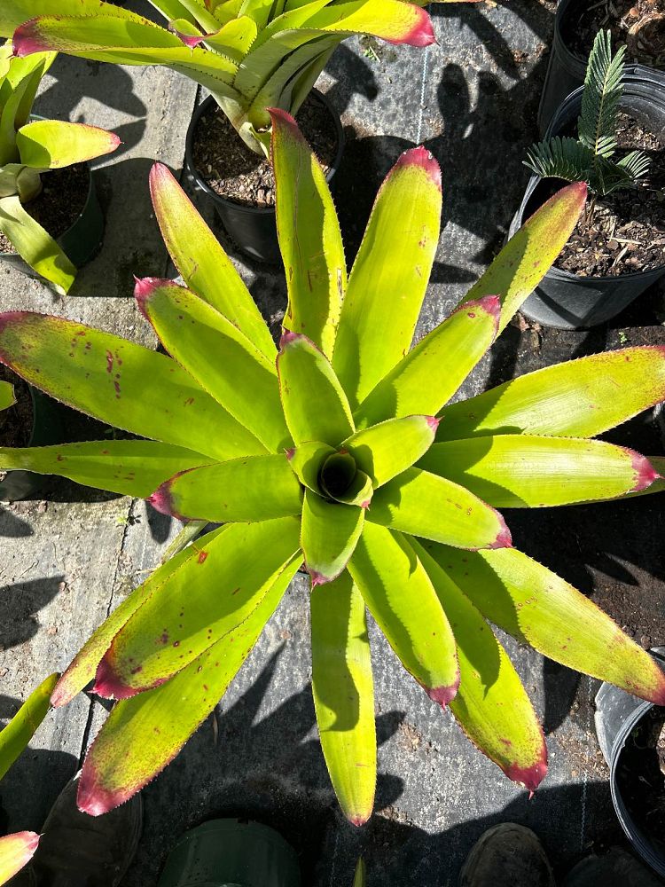 neoregelia-cruenta-bromeliad
