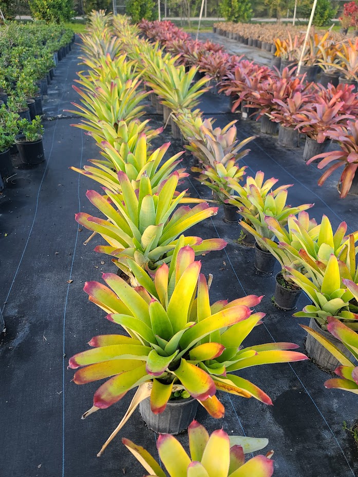 neoregelia-cruenta-bromeliad