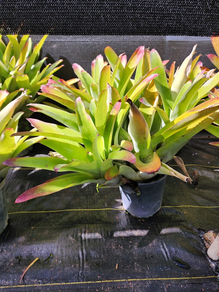 neoregelia-cruenta-bromeliad