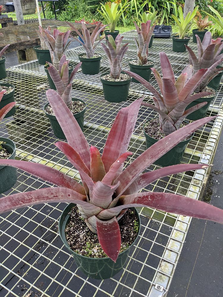 neoregelia-cruenta-red-bromeliad