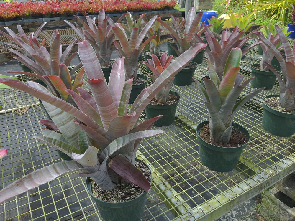 neoregelia-cruenta-red-bromeliad
