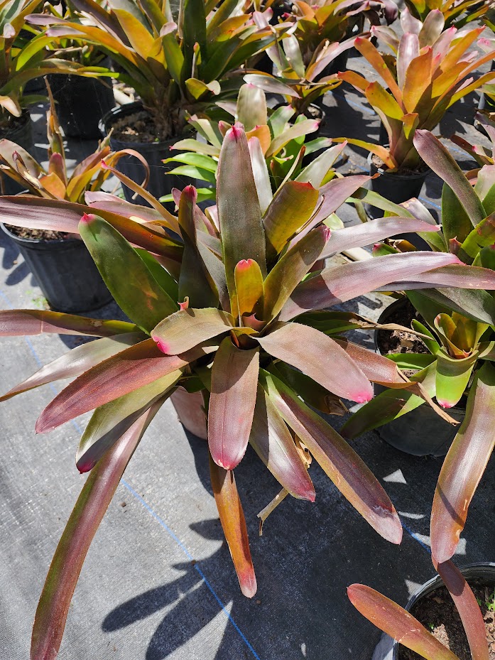 neoregelia-cruenta-red-bromeliad