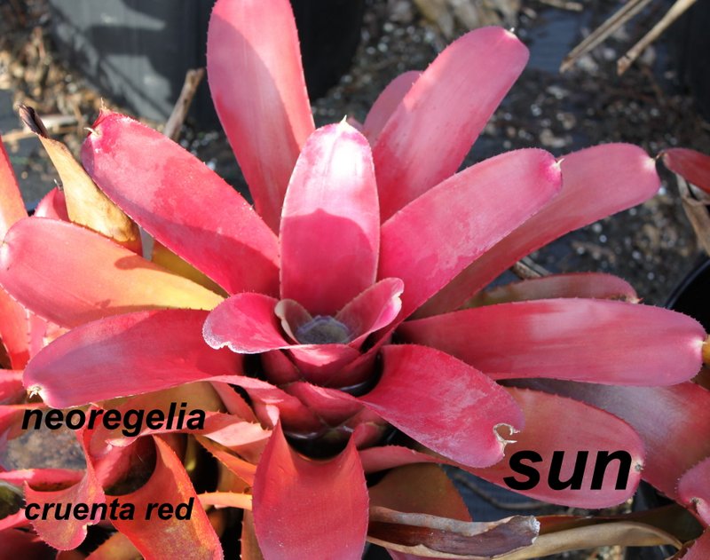 neoregelia-cruenta-rubra-bromeliad