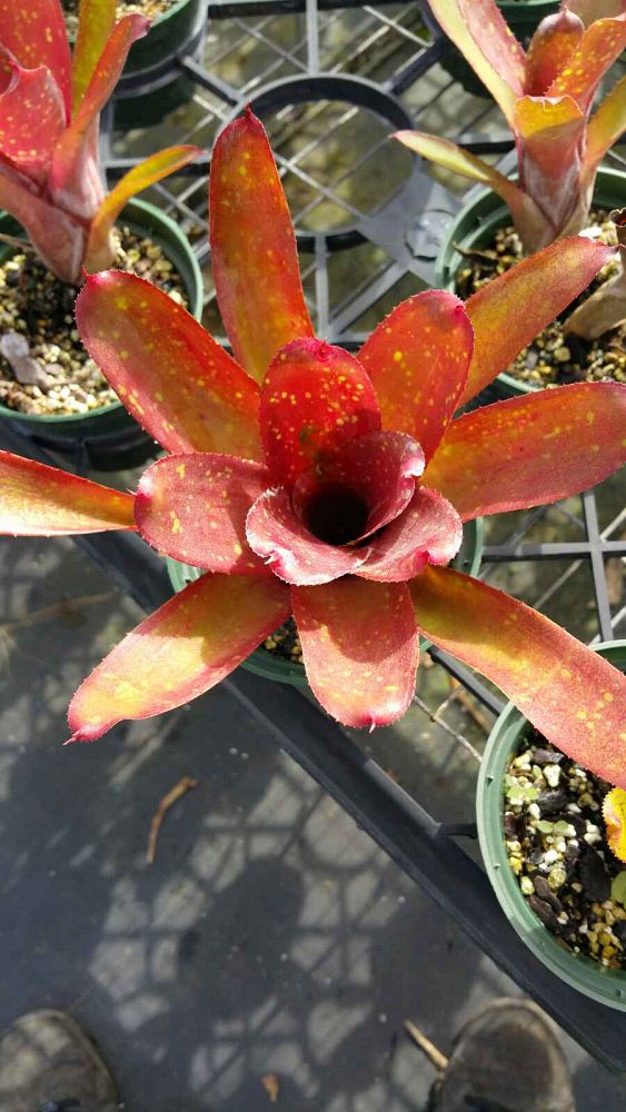 neoregelia-dad-s-special-bromeliad