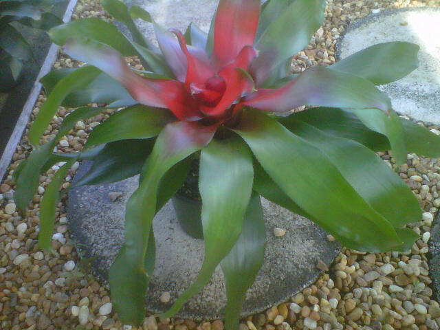neoregelia-debbie-bromeliad