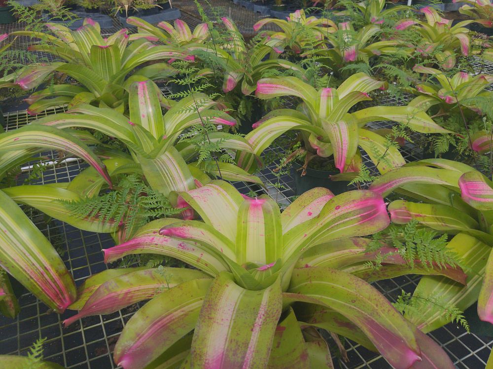 neoregelia-derolf-bromeliad