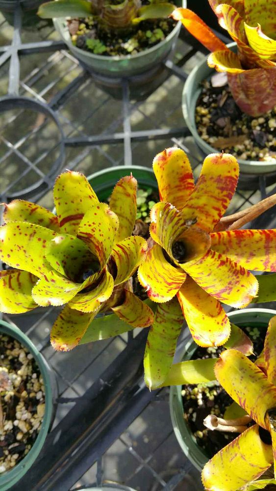 neoregelia-devine-brown-bromeliad