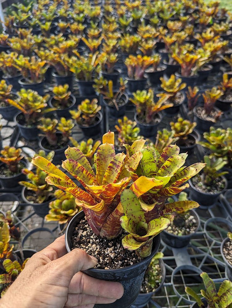neoregelia-devine-brown-bromeliad