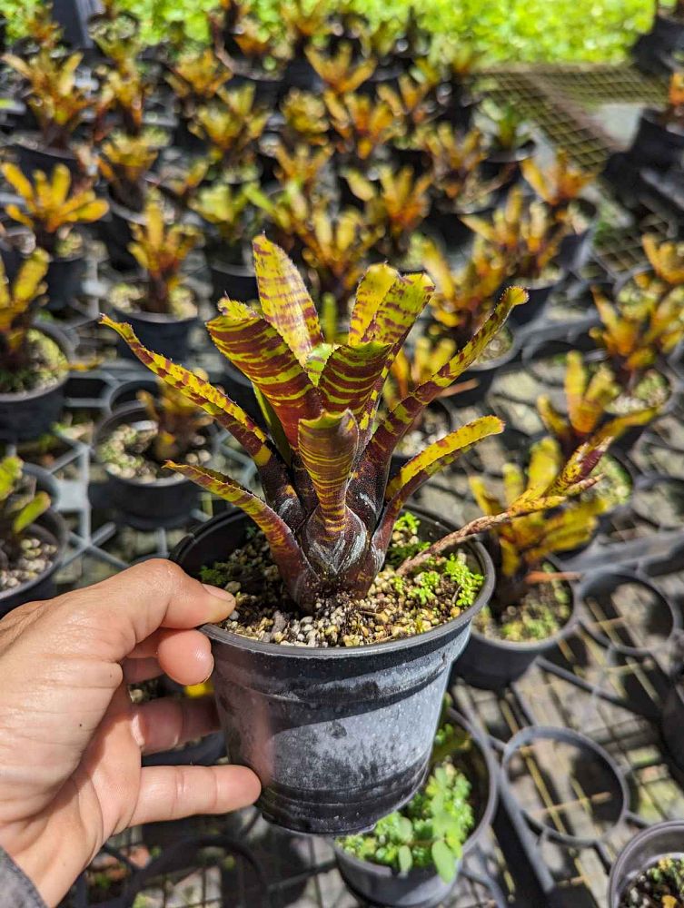 neoregelia-devine-brown-bromeliad