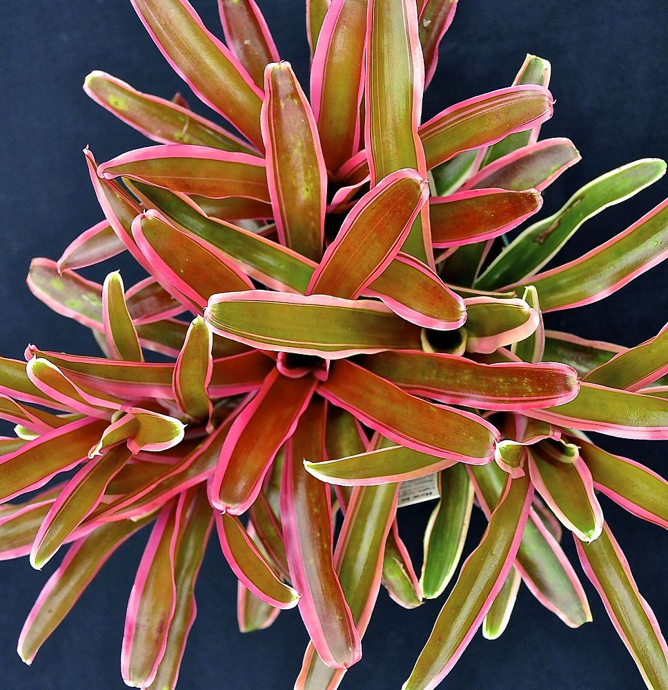 neoregelia-donger-bromeliad