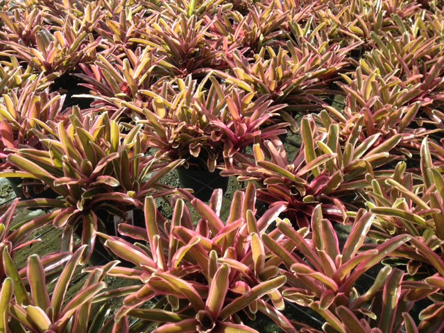 neoregelia-donger-bromeliad