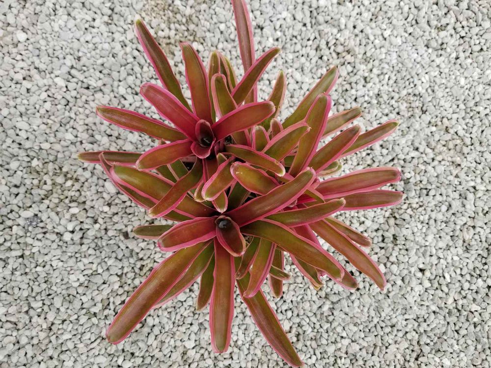 neoregelia-donger-bromeliad