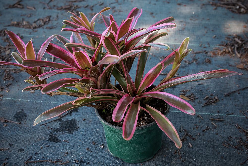 neoregelia-donger-bromeliad