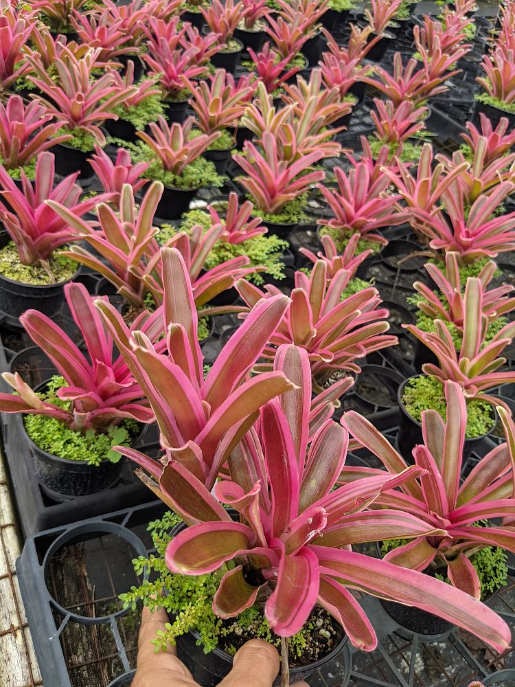 neoregelia-donger-bromeliad