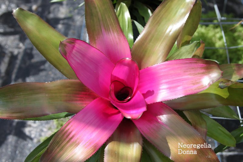 neoregelia-donna-bromeliad