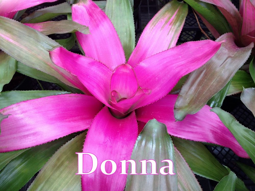 neoregelia-donna-bromeliad